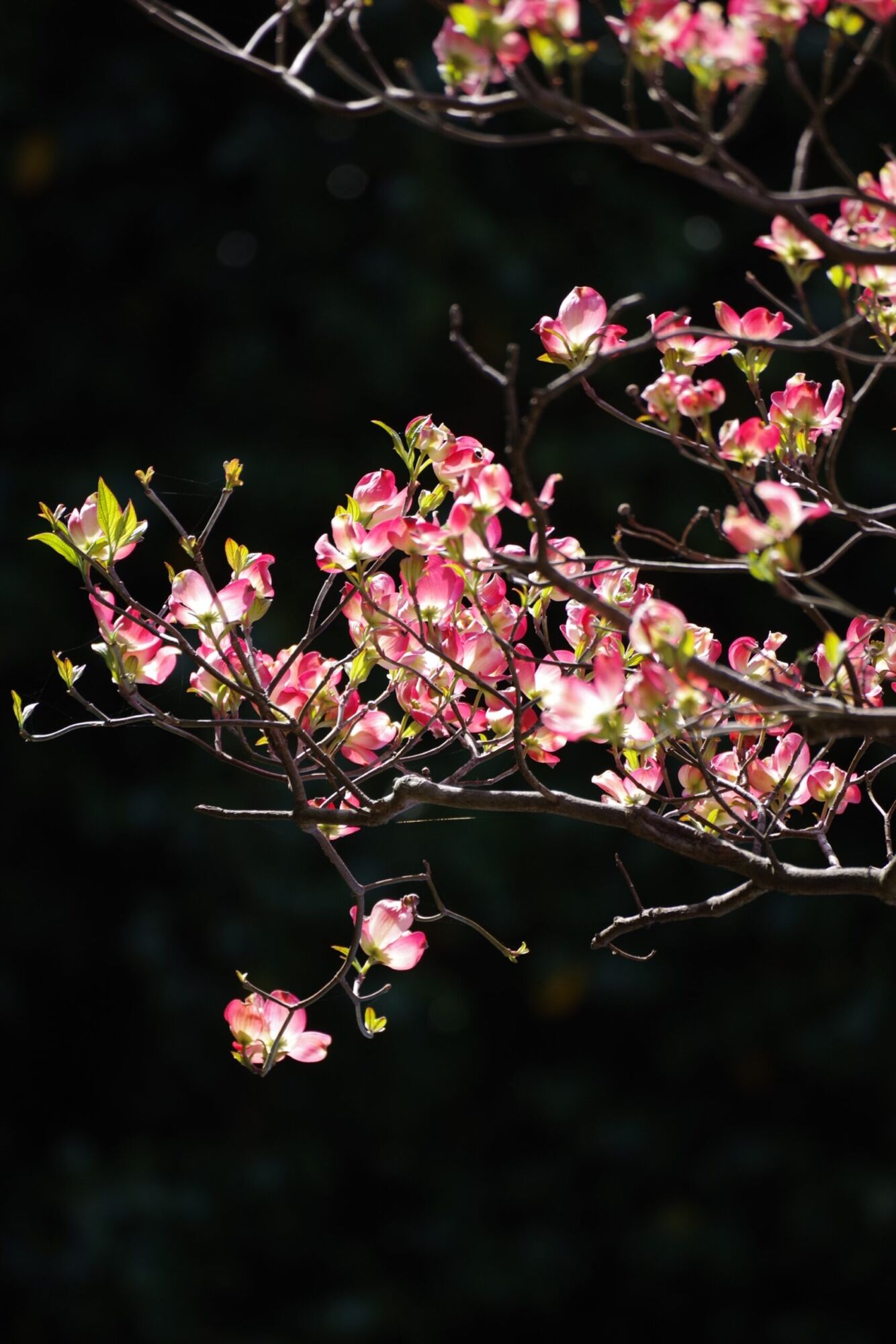 Stellar Pink dogwood: Soft pink dogwood blooms on a backlit branch