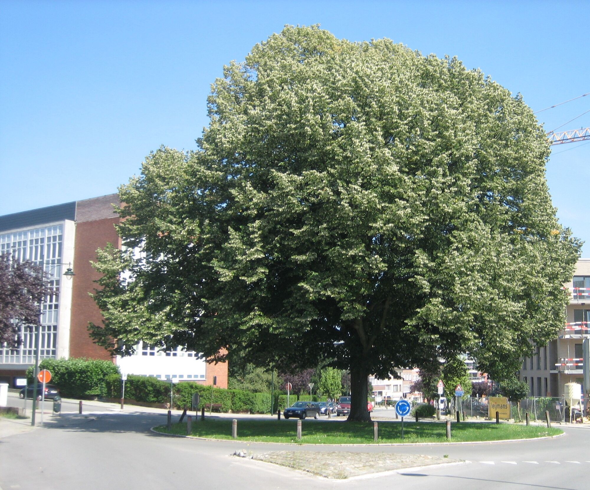 A large silver linden in full bloom standing on a paved traffic island with a dense rounded crown