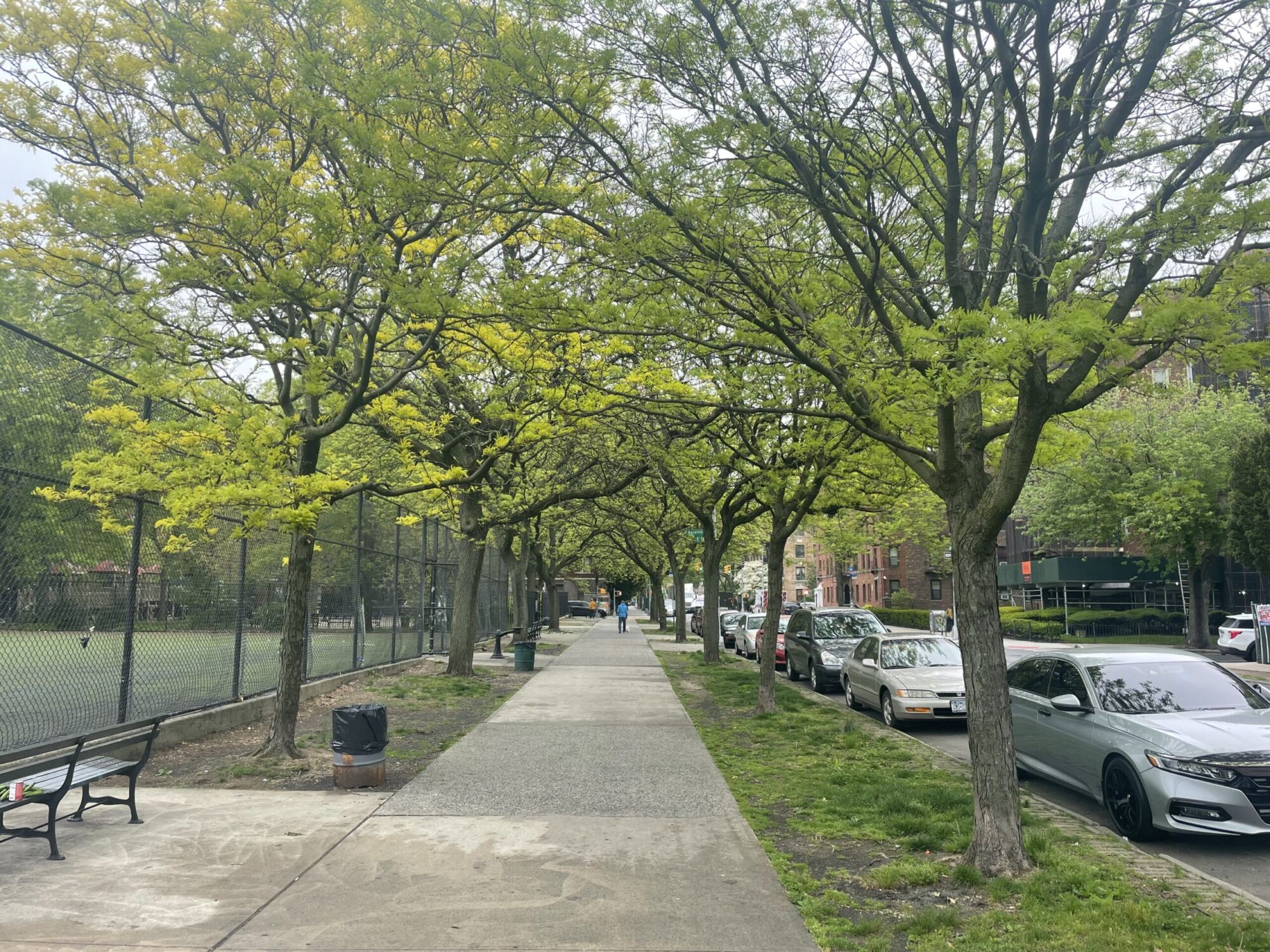 Street Keeper Honeylocust: a row of thornless honeylocusts leafing out over a city sidewalk with grass in the tree lawn