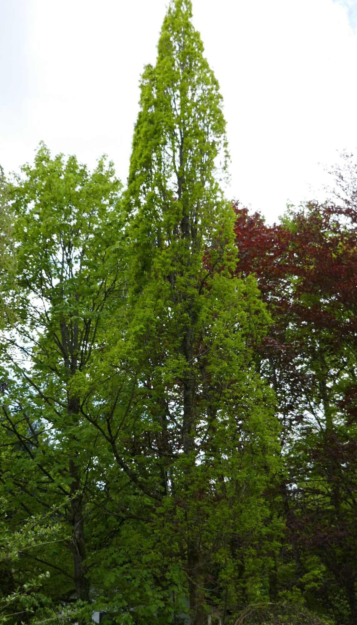 Columnar English oak standing as a narrow green spire, the parent that gives Streetspire its upright shape