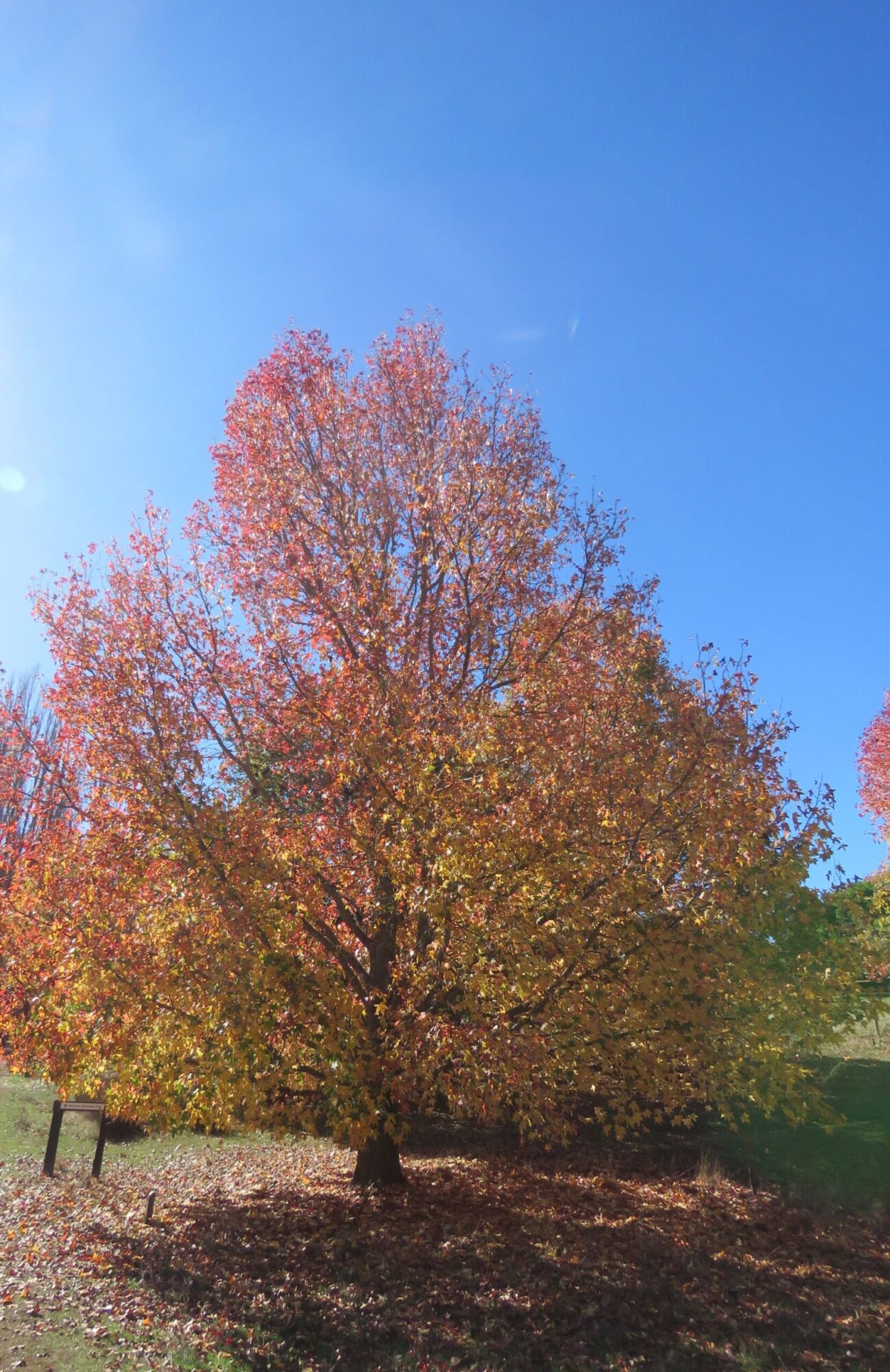 Sweetgum: a broad mature American sweetgum in blazing red, orange and gold autumn color against blue sky