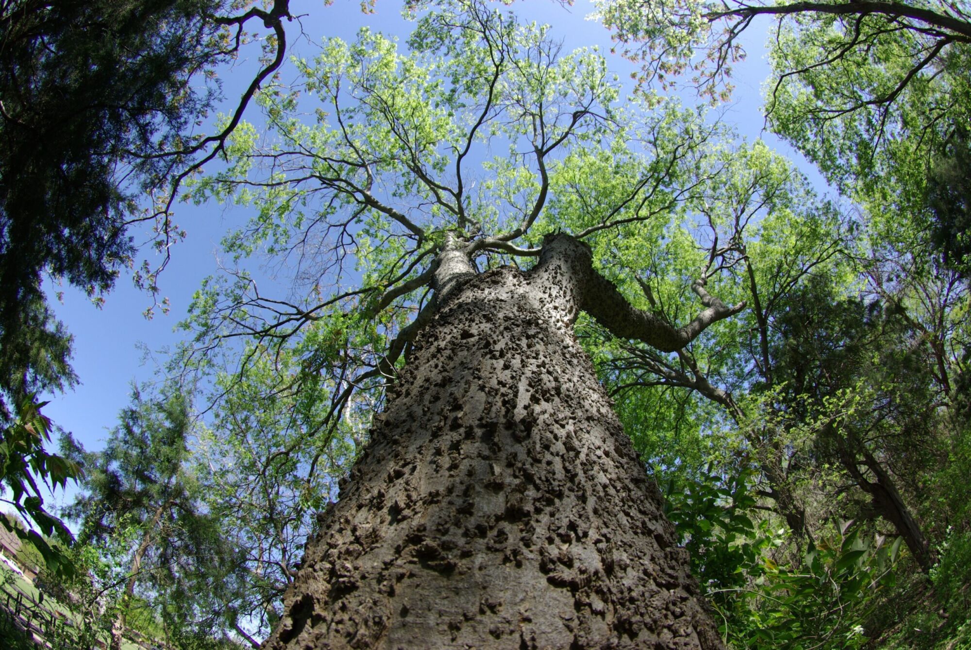 Sugarberry: Looking up the trunk into the spring canopy