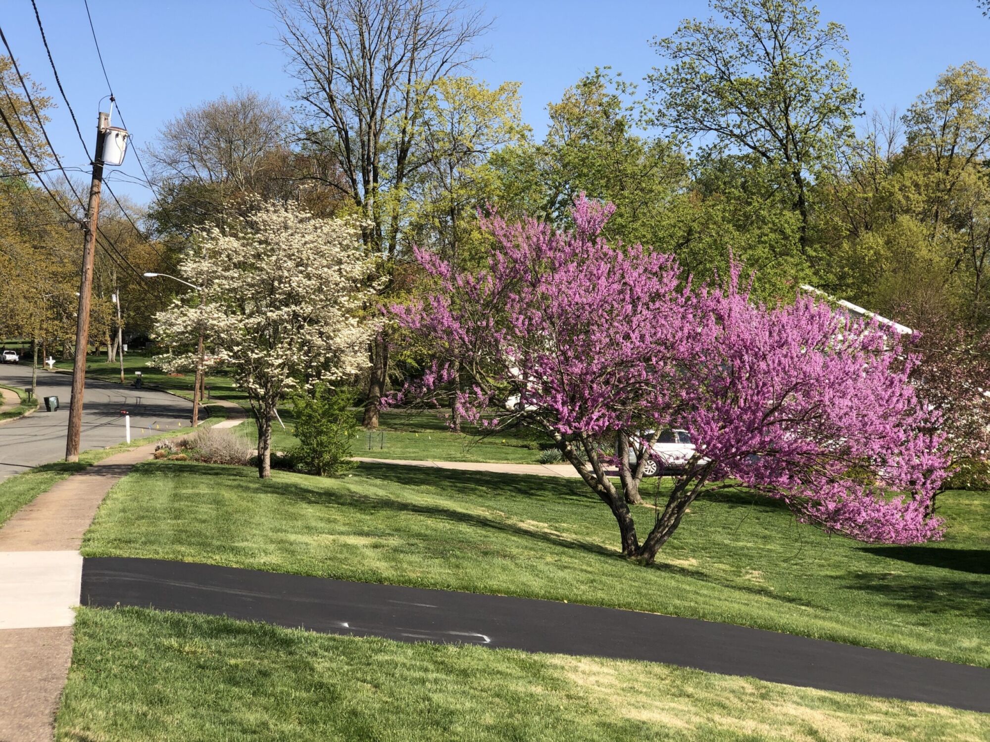 Summer's Tower redbud: Redbud blooming magenta in a front yard