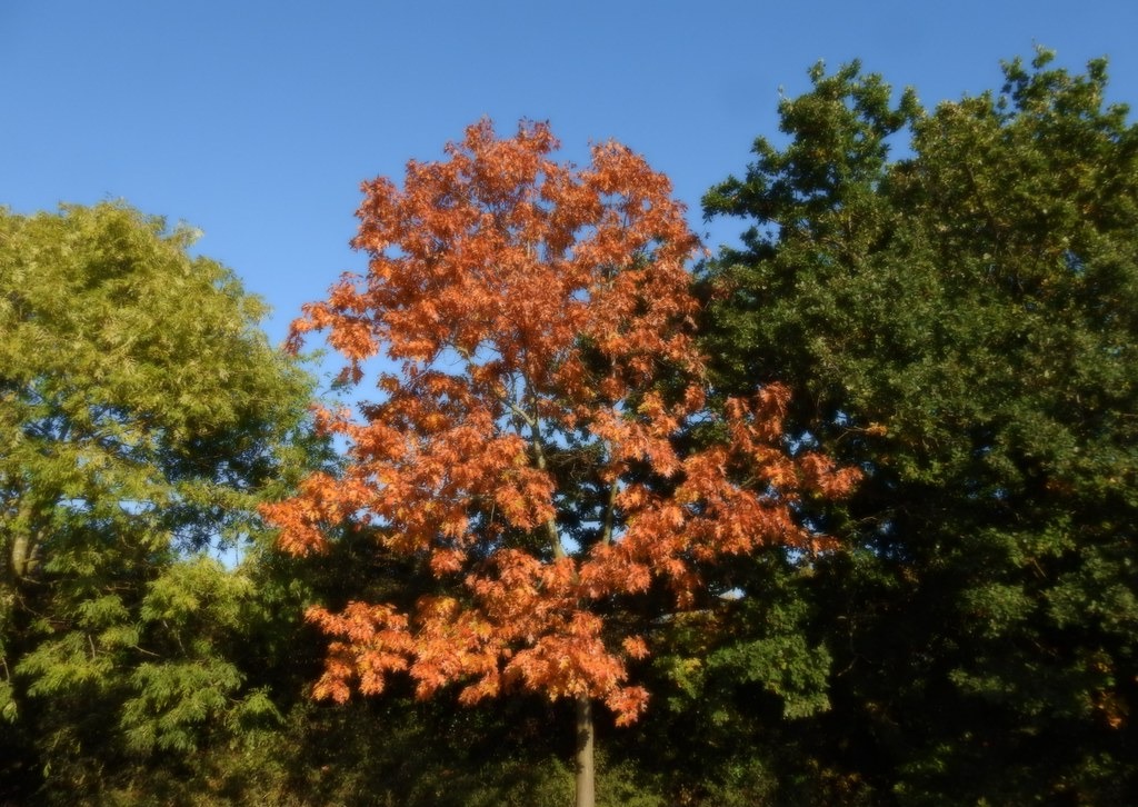 Sun Valley maple: full tree turning orange-red in fall