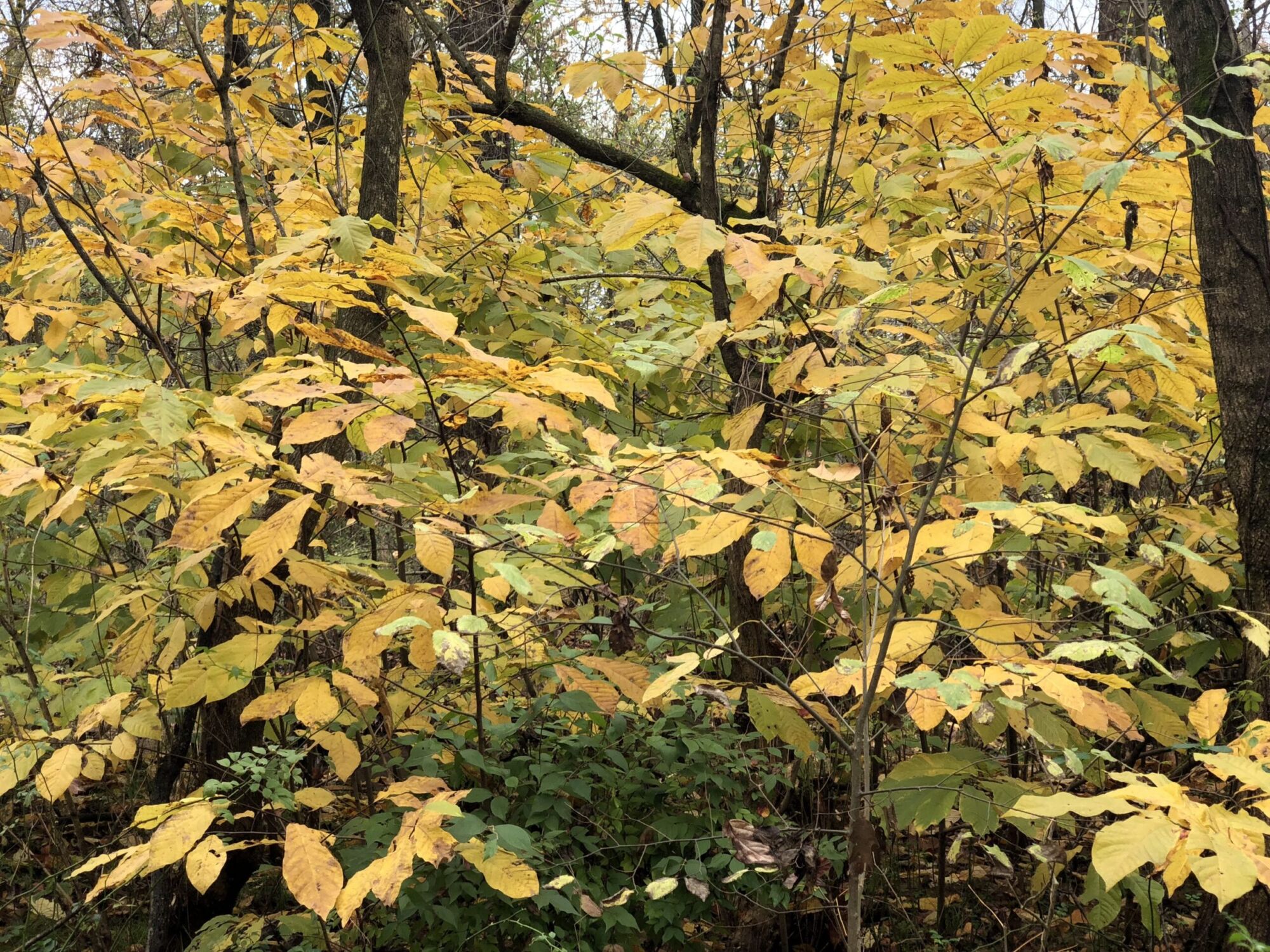 Sunflower pawpaw: pawpaw stand glowing gold in late fall