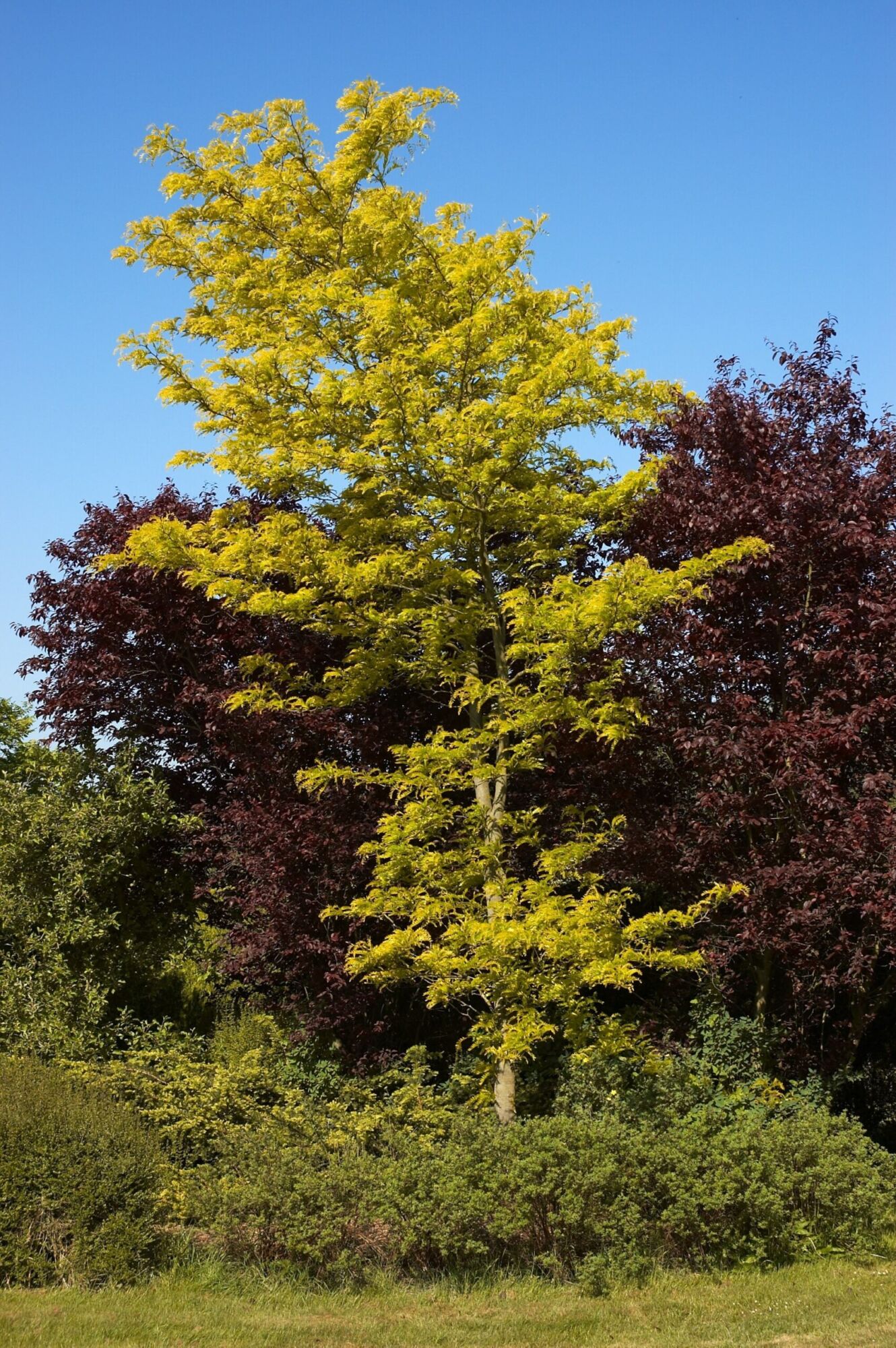 Sunset Gold Honeylocust: a golden-leaved honeylocust glowing against a dark purple-leaved tree and blue sky
