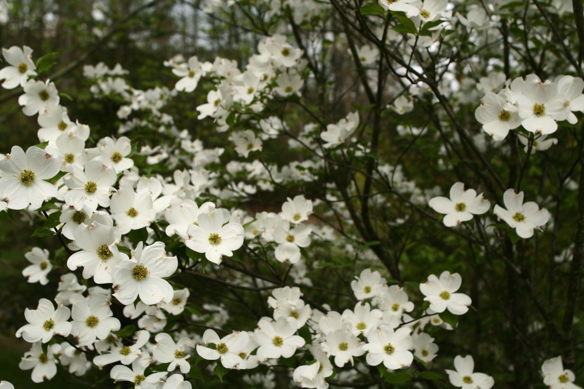 Super Princess dogwood: Branches massed with white blooms