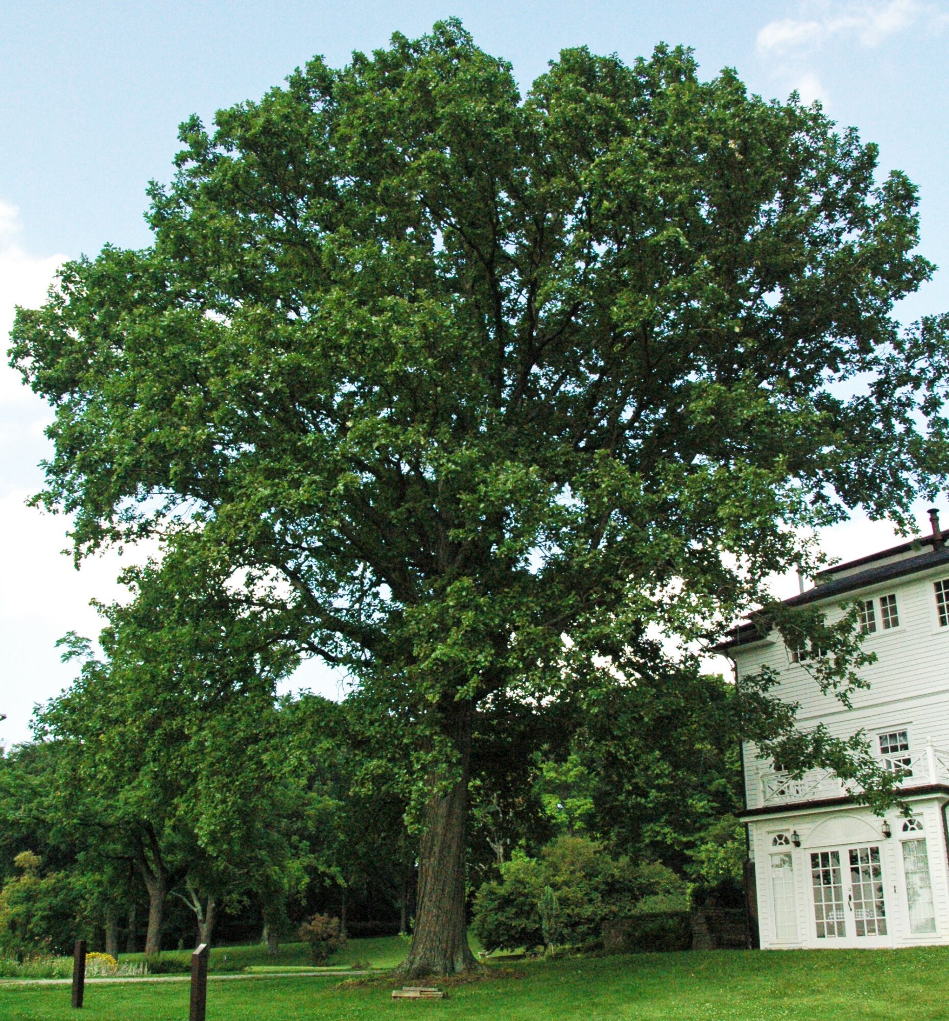 Swamp White Oak: a full grown specimen beside a three story house showing its broad rounded shade canopy