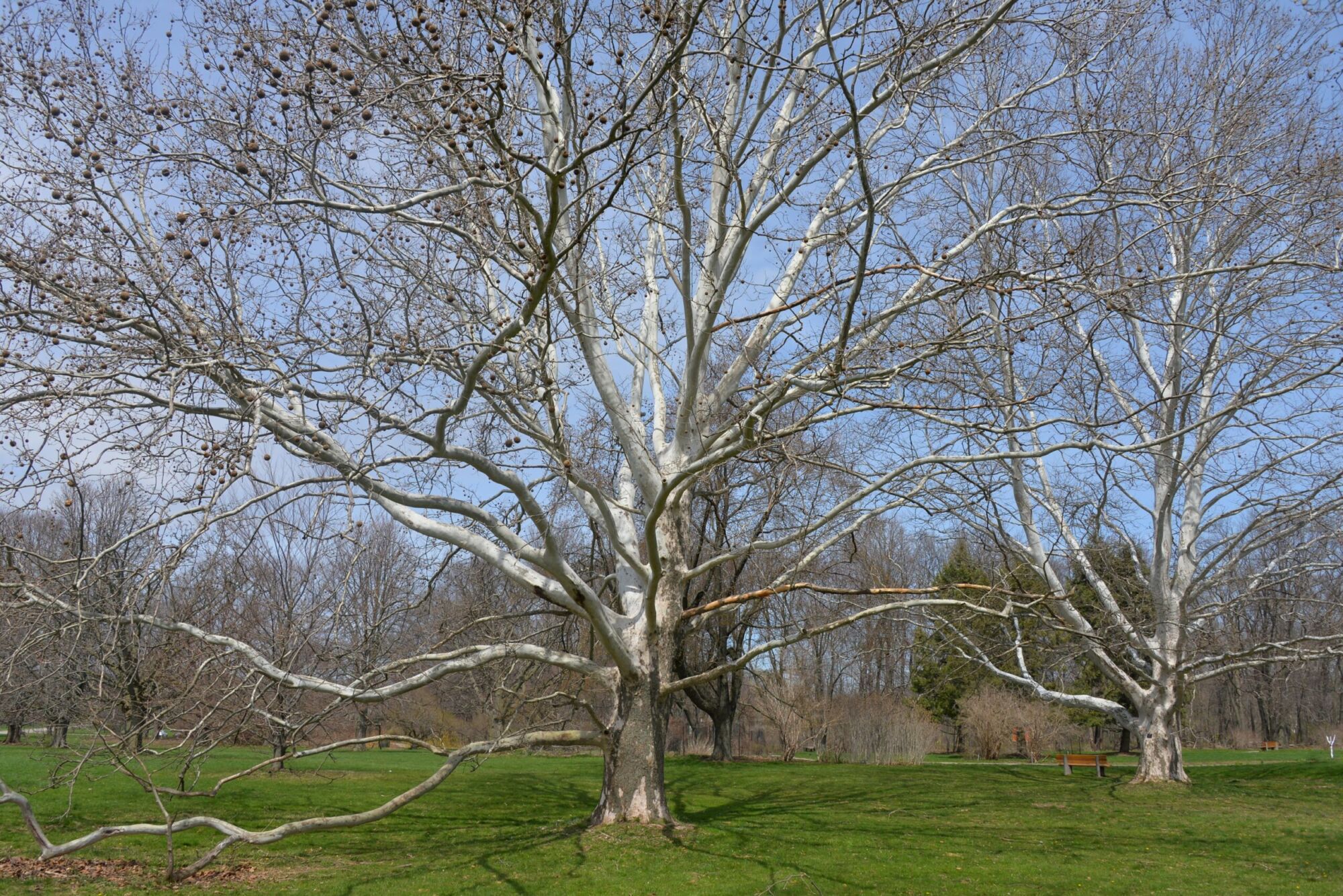 American Sycamore: two huge sycamores standing bare in winter with ghostly white upper limbs and round seed balls hanging