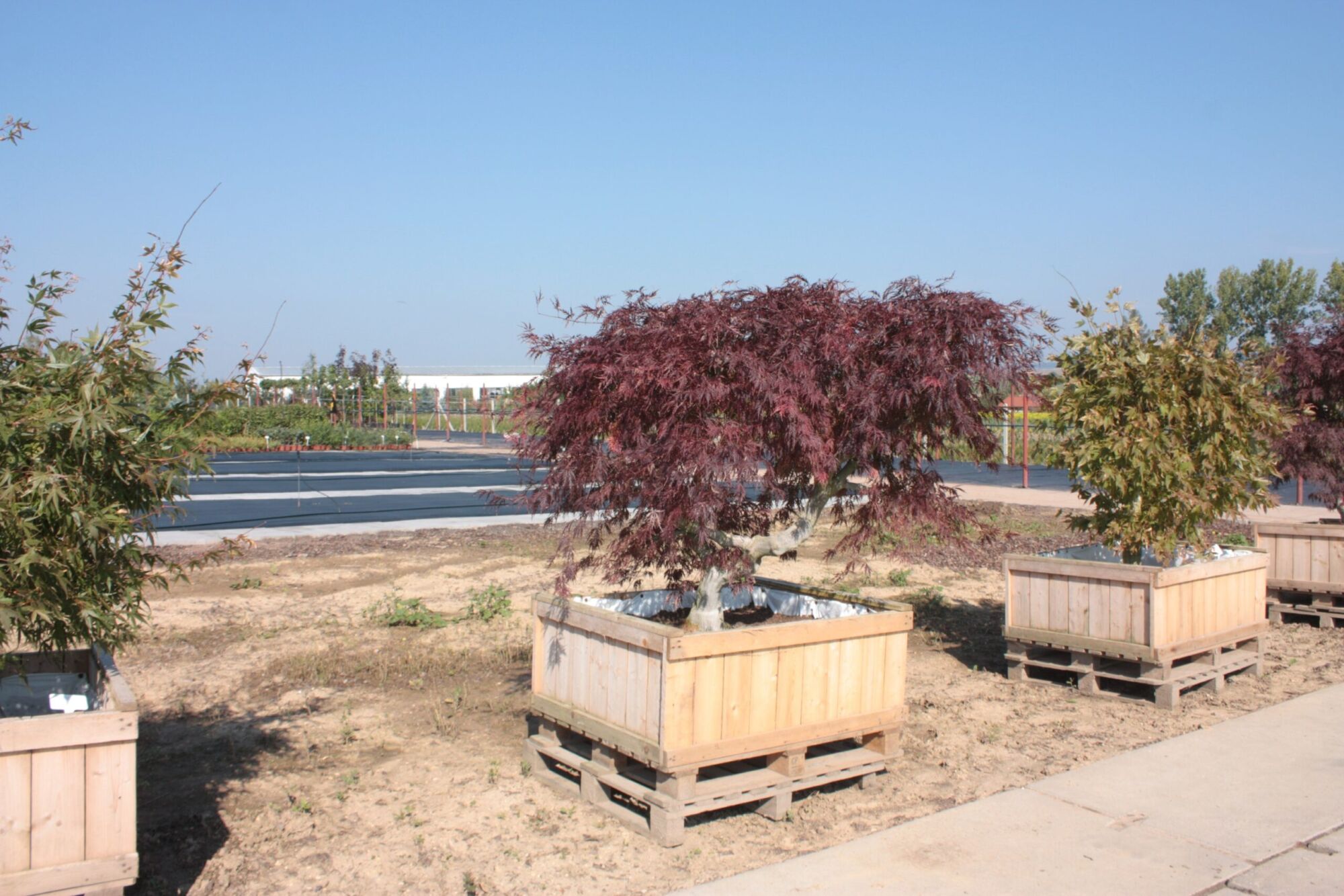 Tamukeyama Japanese maple: Full tree