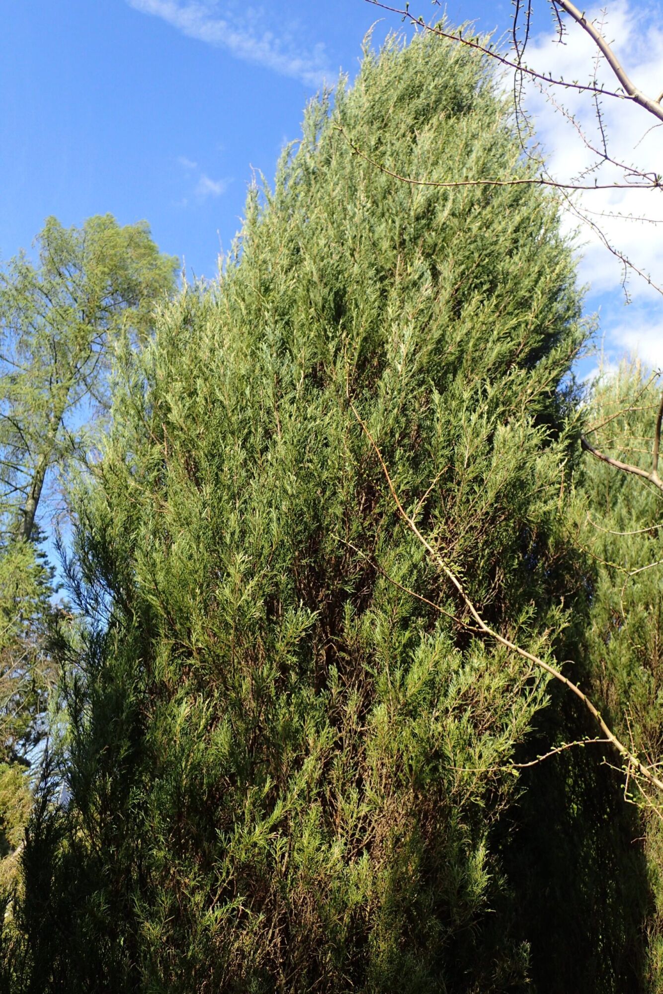 Taylor Juniper: a tall narrow columnar Skyrocket juniper standing against blue sky