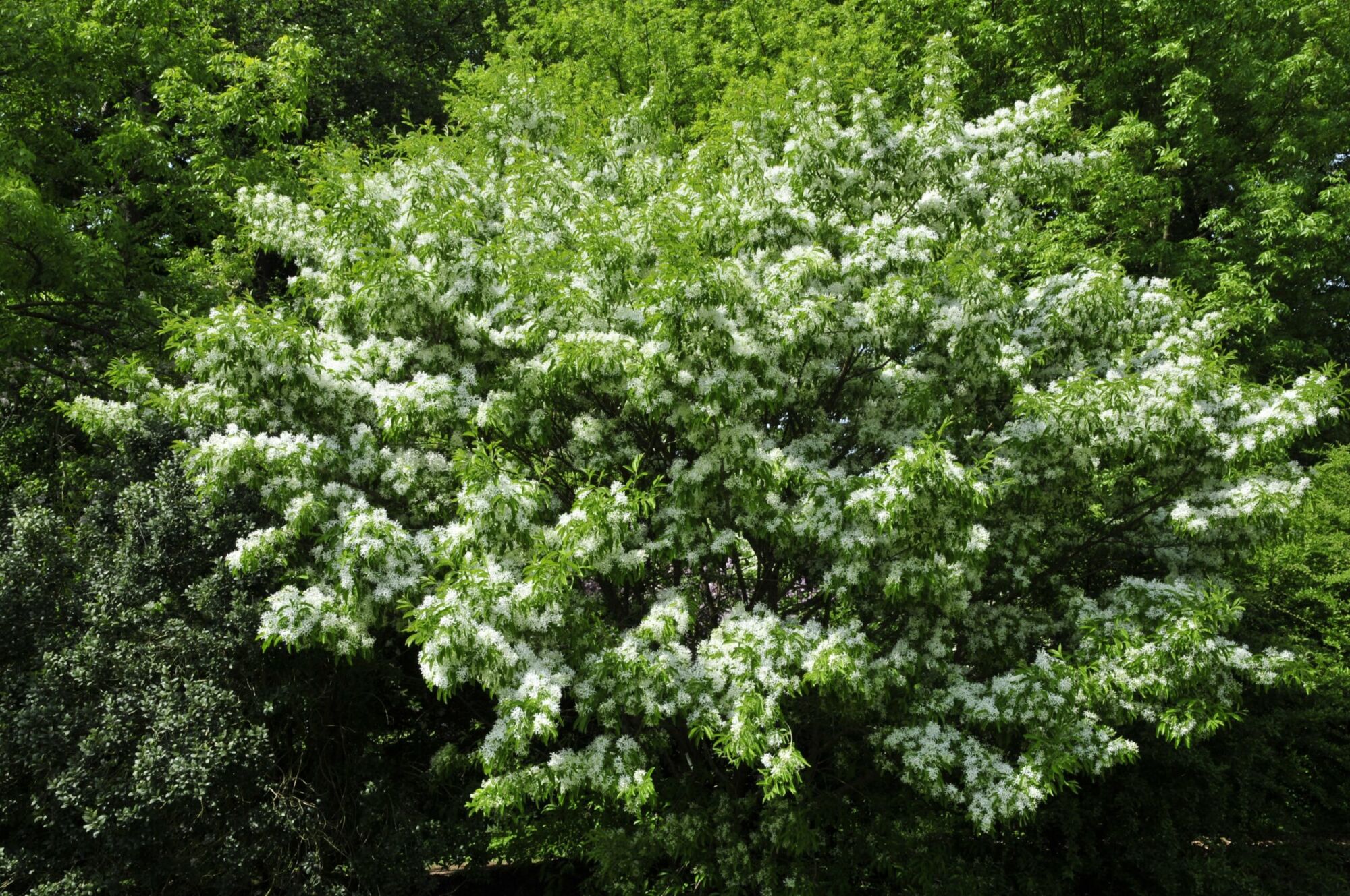 Tokyo Tower fringetree: Chinese fringetree canopy covered in white bloom