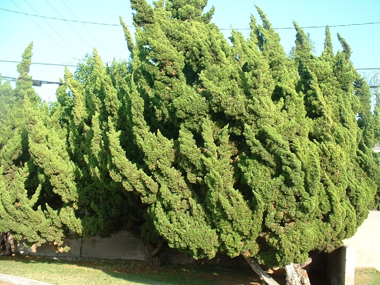 Torulosa Juniper: mature Hollywood junipers showing dense twisted flame-like upright shoots