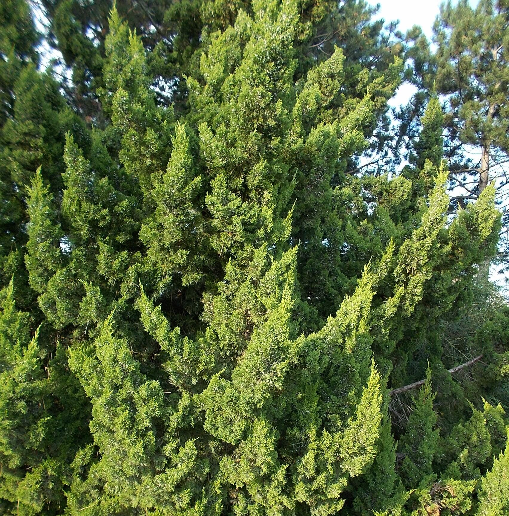 Trautman Juniper: Chinese juniper growing as dense narrow upright spires studded with blue berries