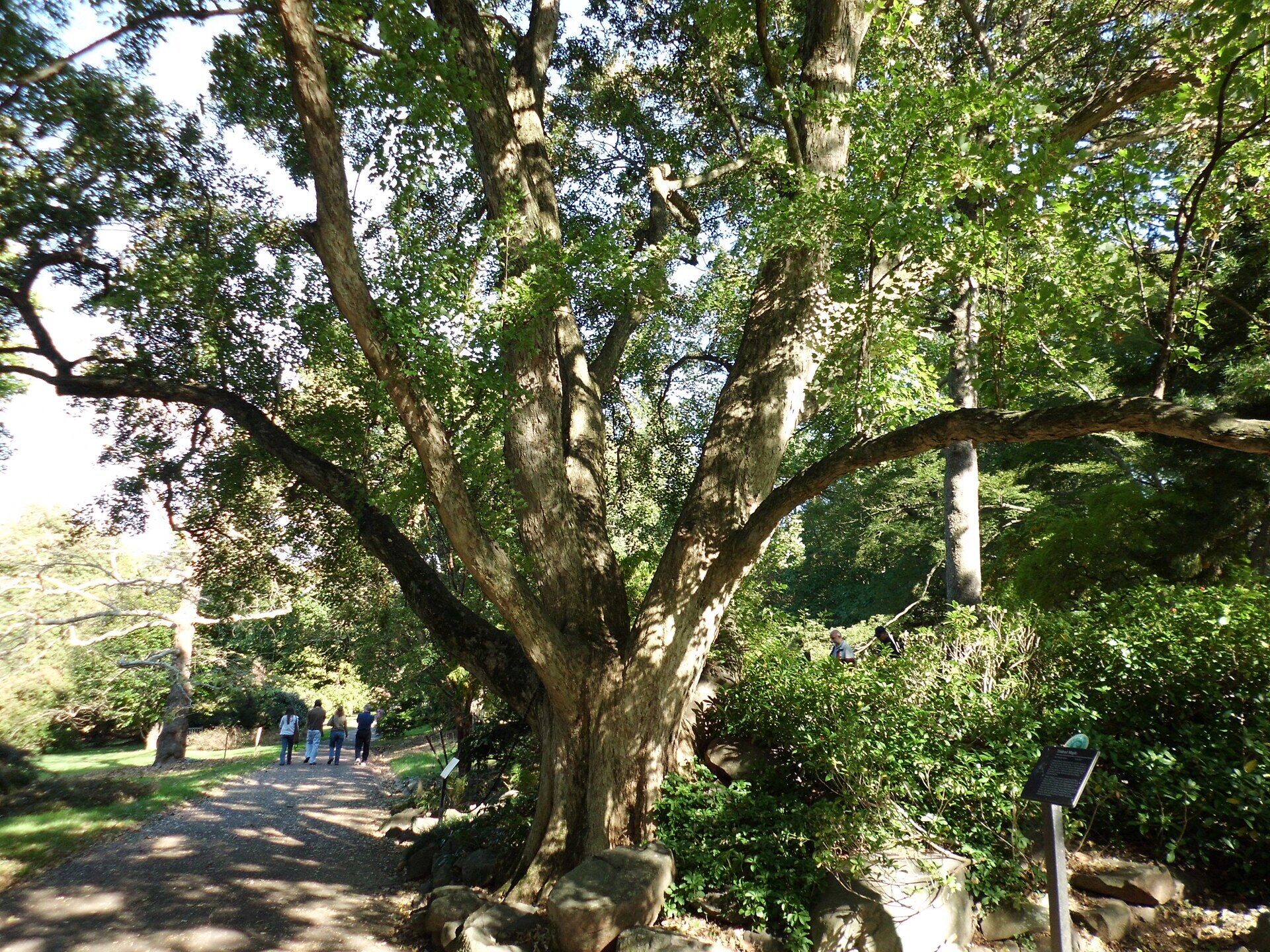 Trident Maple: Mature tree