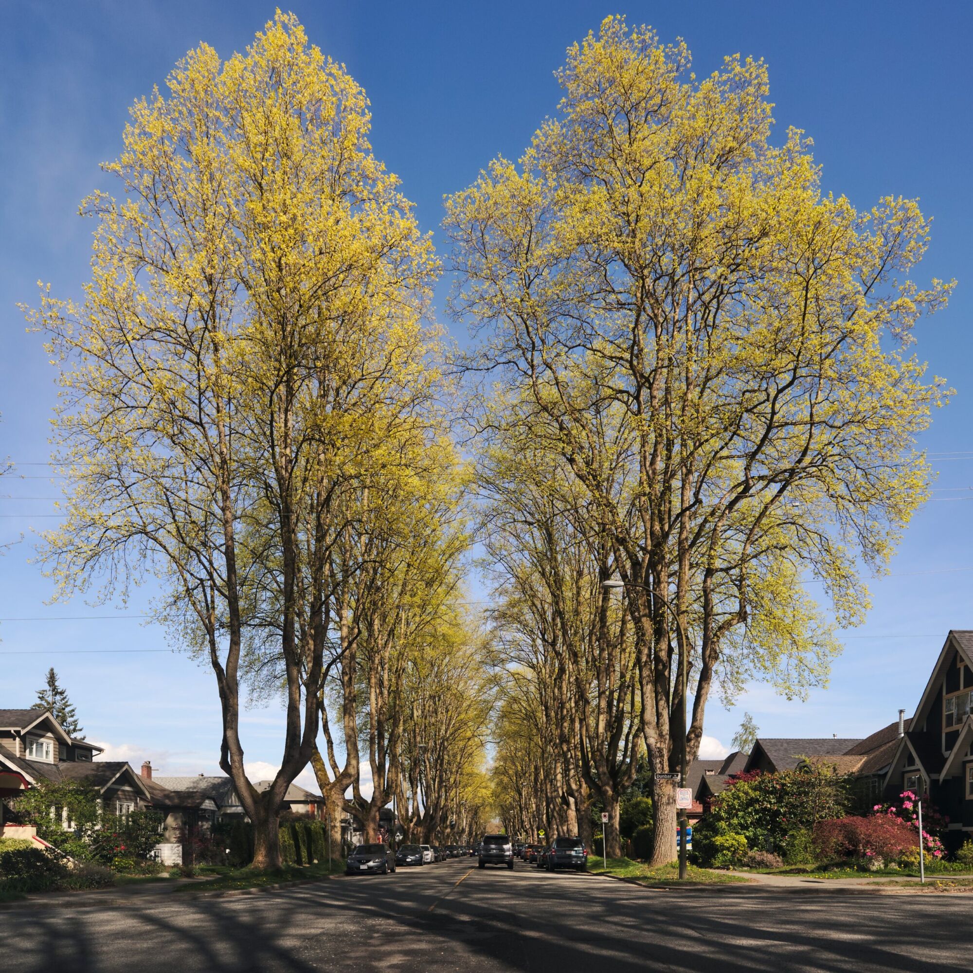 Tulip Tree: an avenue of tall mature tulip trees in fresh spring leaf lining a residential street