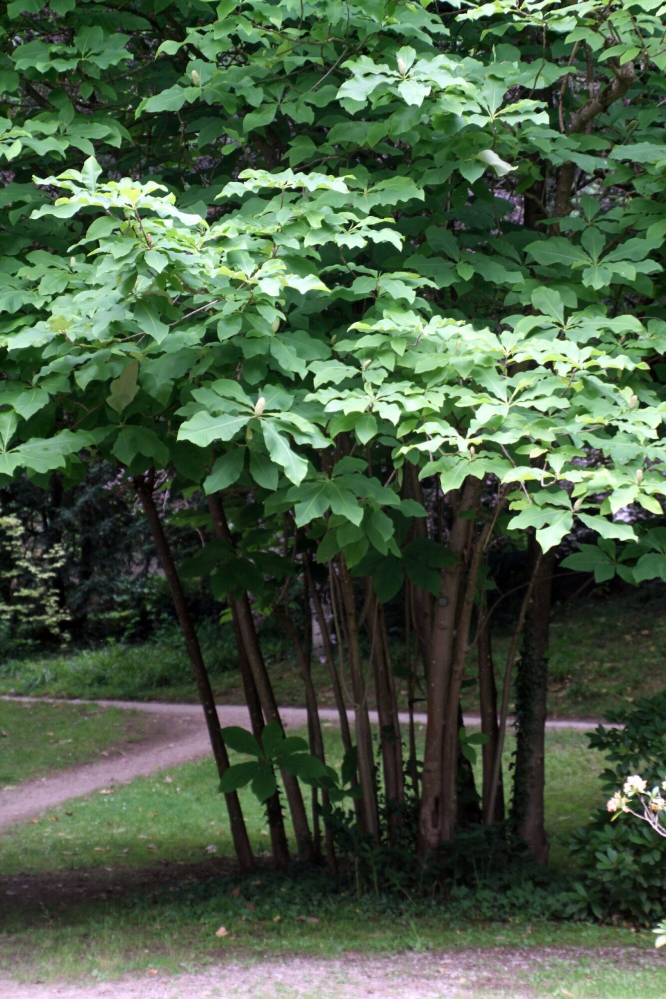 Umbrella Magnolia: a mature multi-stemmed umbrella magnolia in a park, its big leaves held in whorls at the branch tips