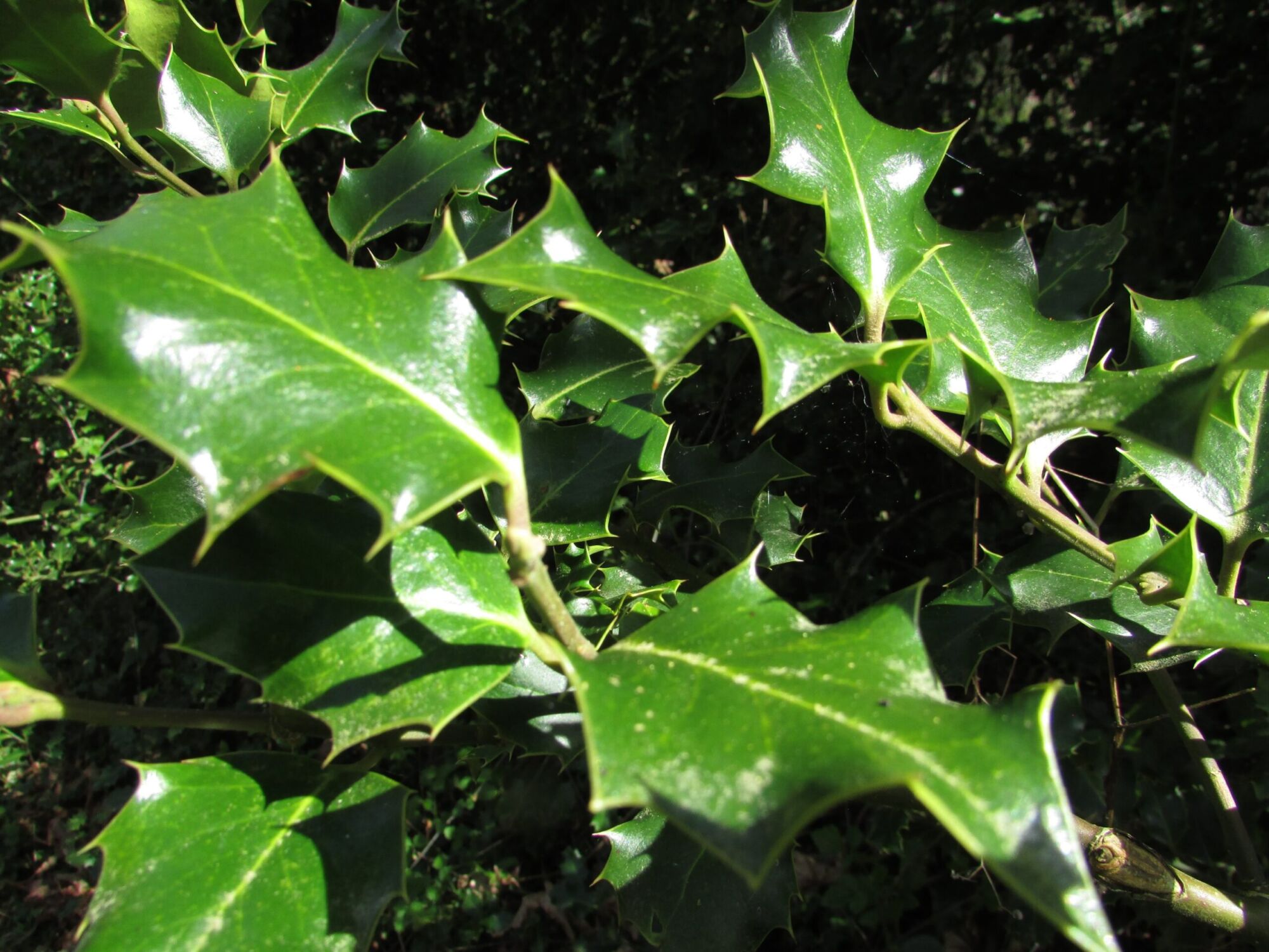 Uncle Sam American Holly: glossy dark green spined American holly foliage in sunlight