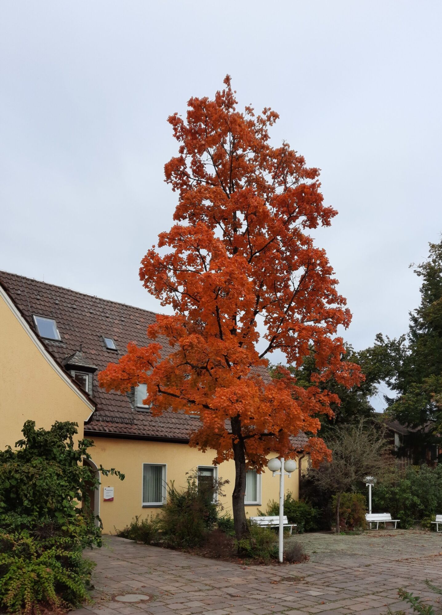 Urban Sunset maple: upright Norway maple parent in deep orange-red fall color beside a building