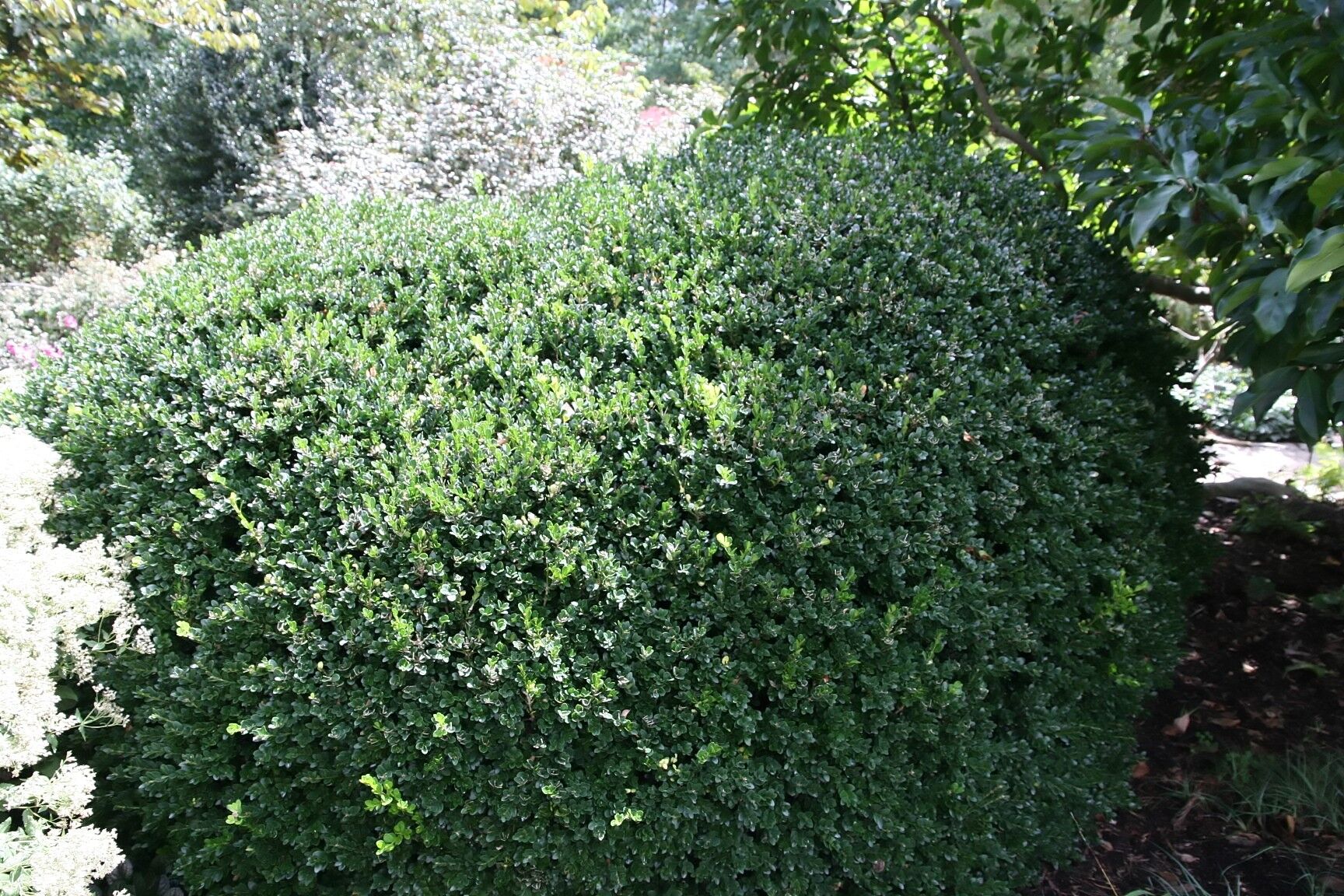 Vardar Valley boxwood: broad rounded evergreen mound in a garden