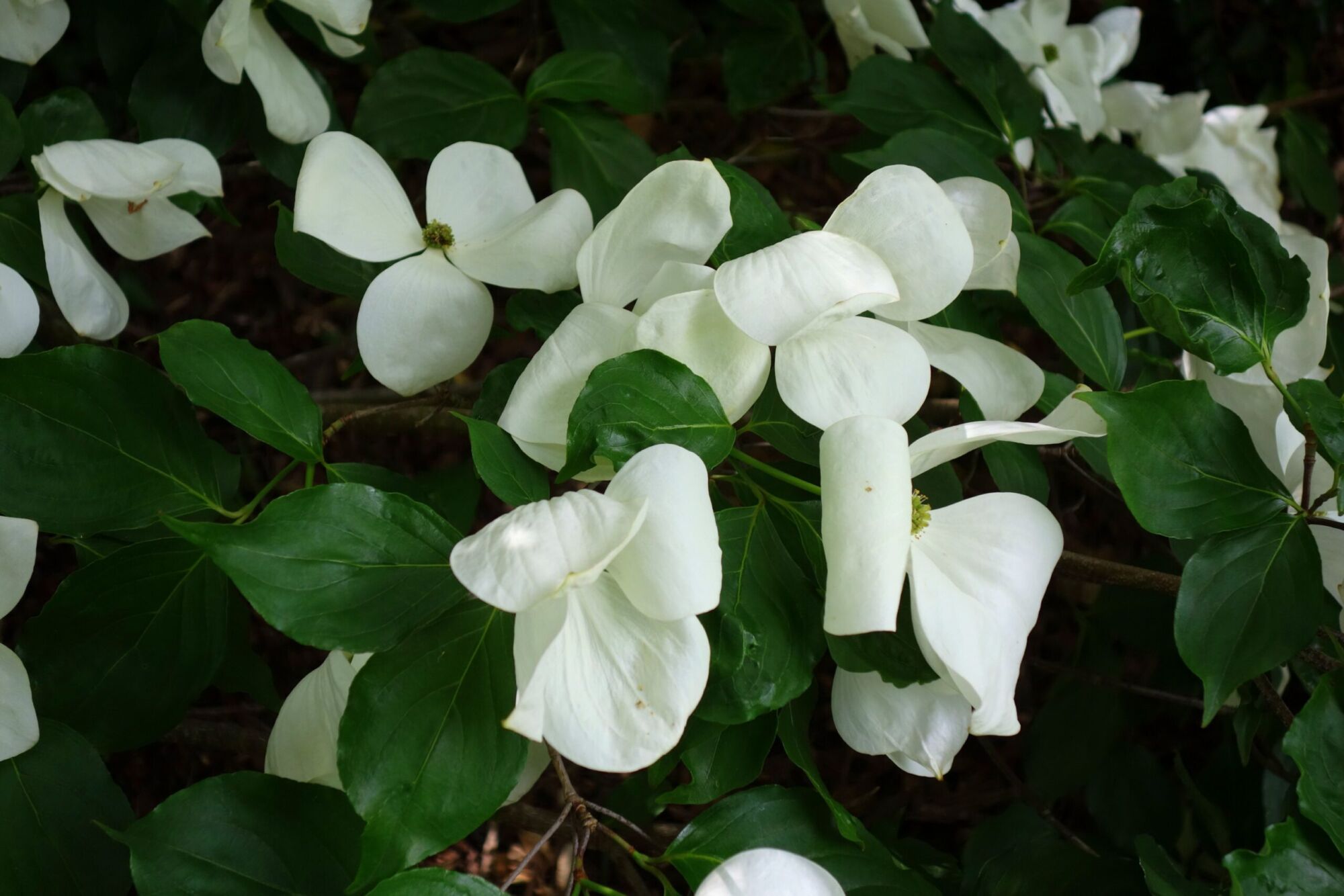 Venus dogwood: Giant overlapping white blooms at Kew Gardens