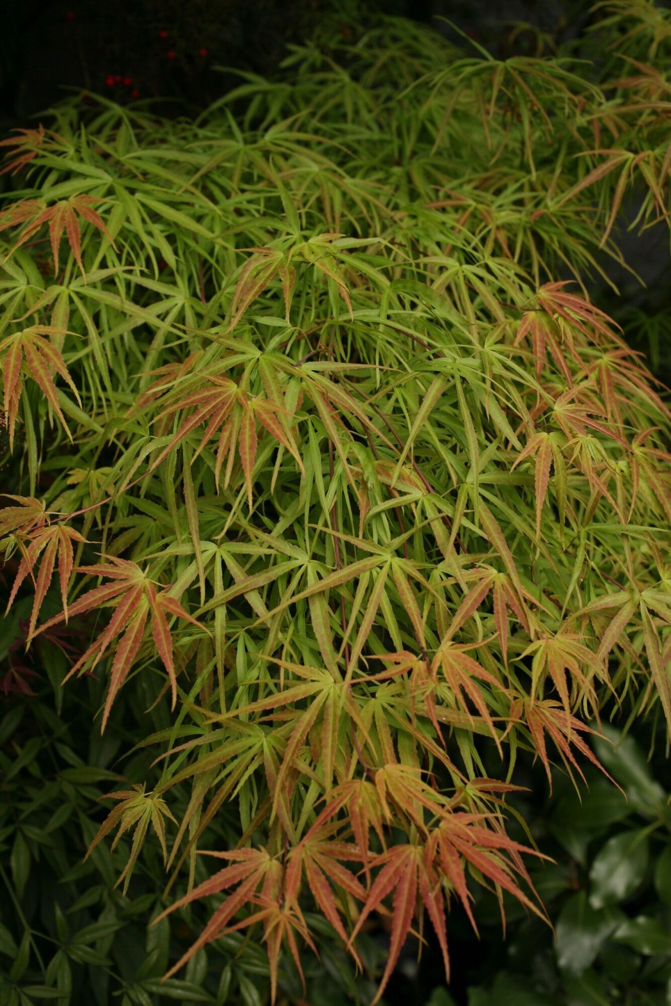 Villa Taranto Japanese maple: Cascading strap leaves