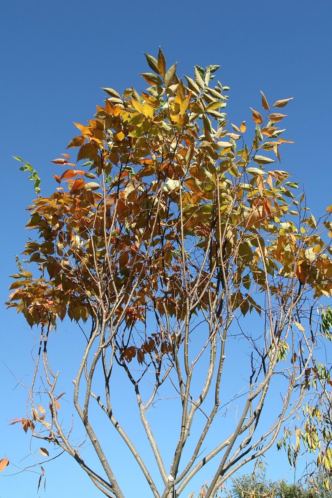 The crown of a Village Green zelkova against a blue sky, pale limbs rising in a wide vase under gold and copper leaves