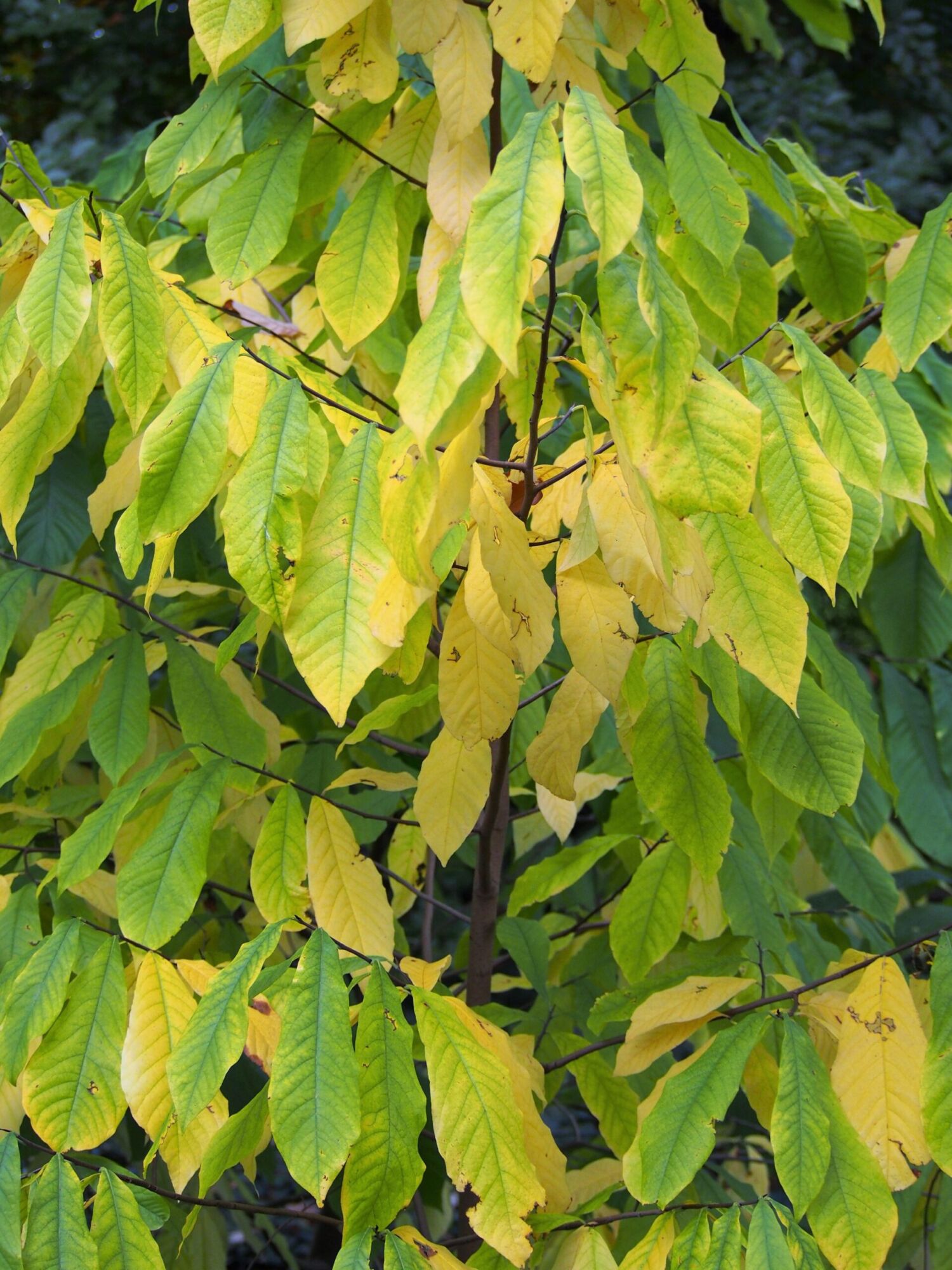 Wabash pawpaw: dense pawpaw foliage turning gold