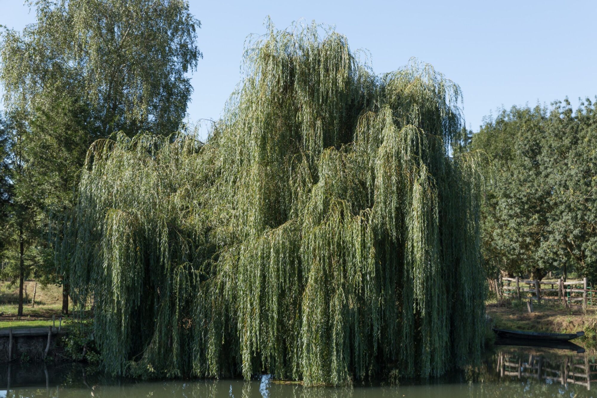 Weeping Willow: a full grown specimen leaning over a pond with its branches cascading to the water