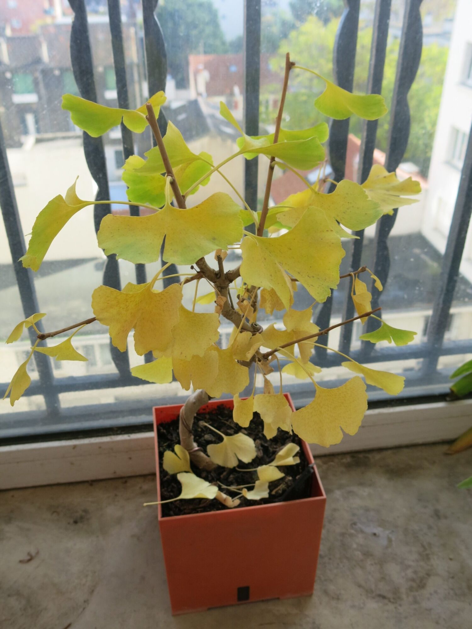 Weeping Wonder Ginkgo: small potted ginkgo in gold fall color by a window