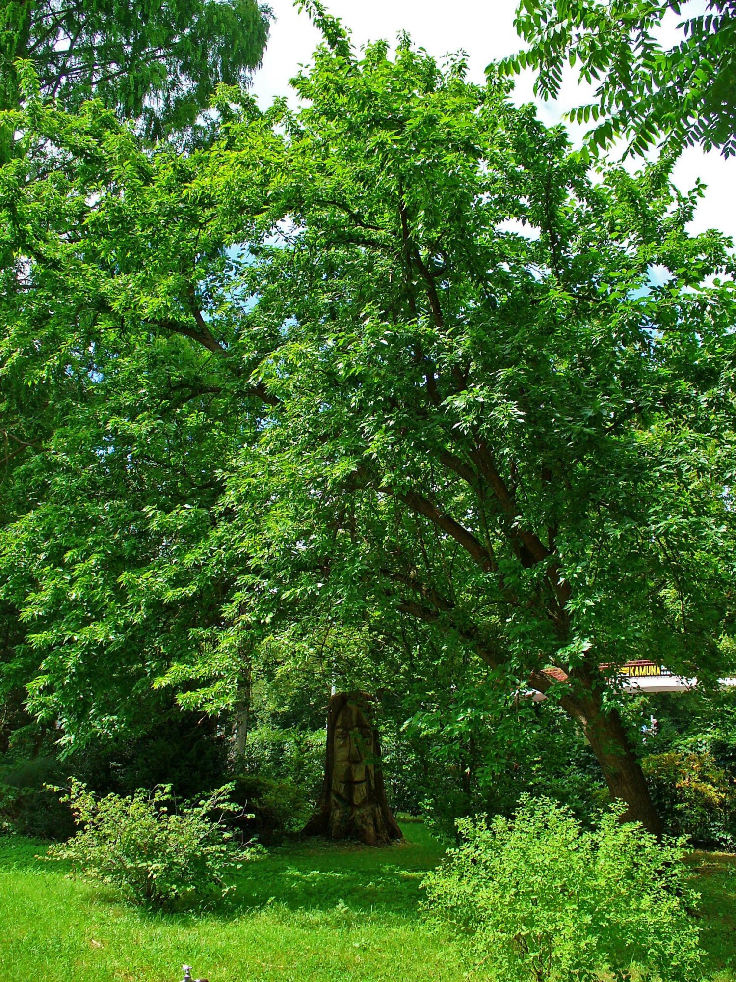 White Shield Osage-Orange: a mature Osage orange in full glossy green leaf standing on open lawn