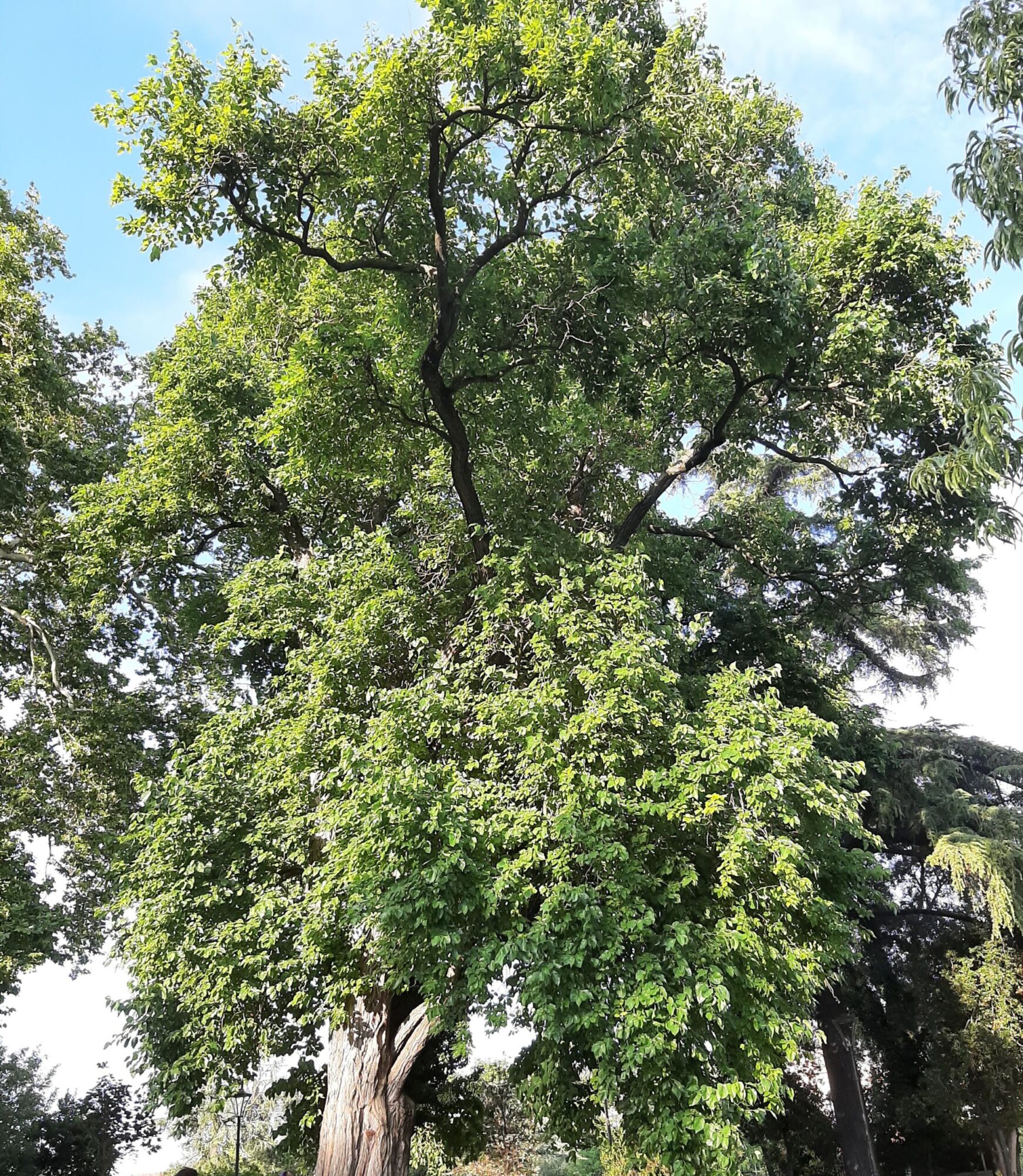 Wichita Osage-Orange: a large Osage orange in full green leaf holding a broad rounded crown