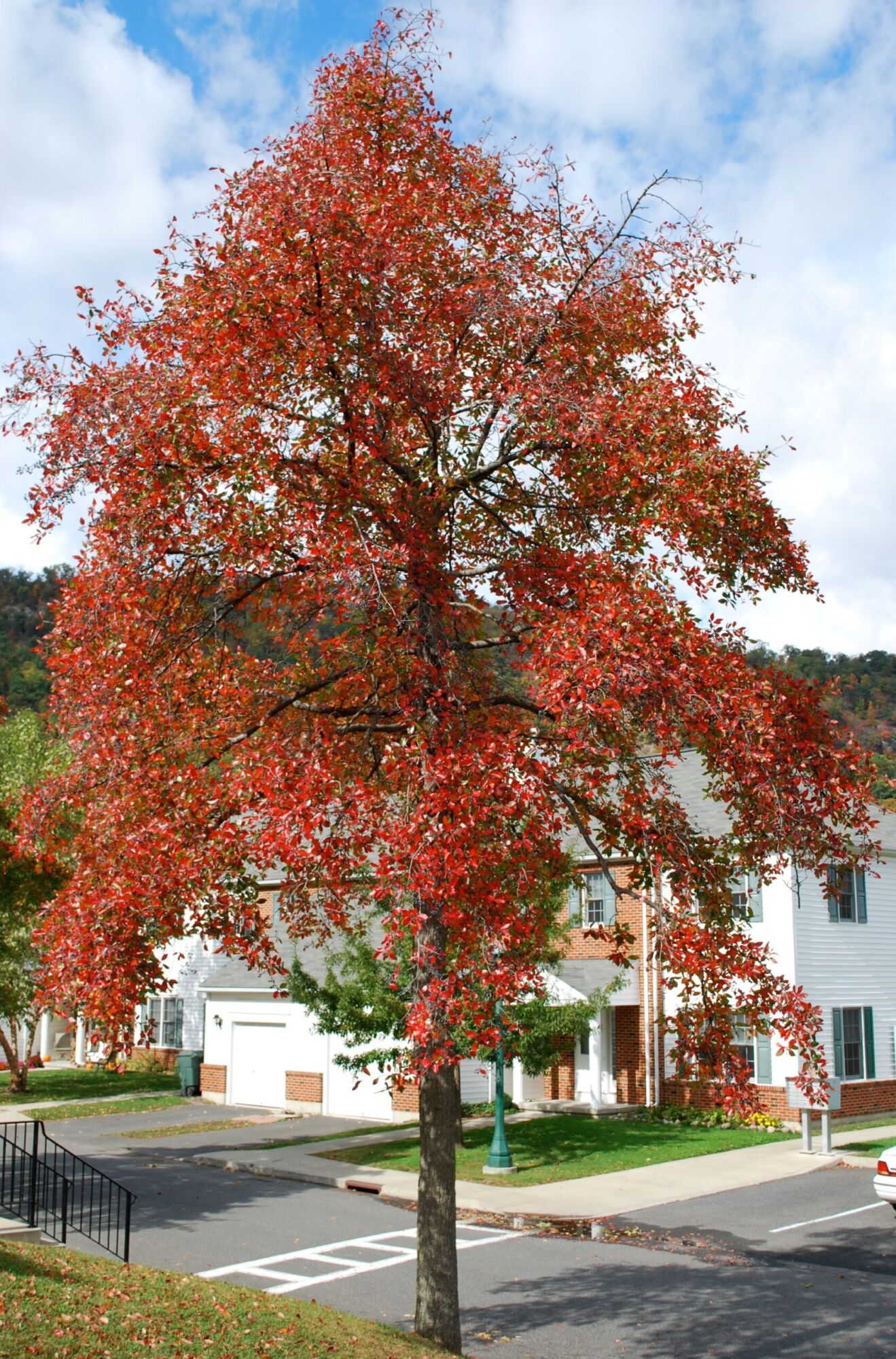 Wildfire Black Gum: a black gum street tree turned brilliant scarlet in front of houses under a partly cloudy sky