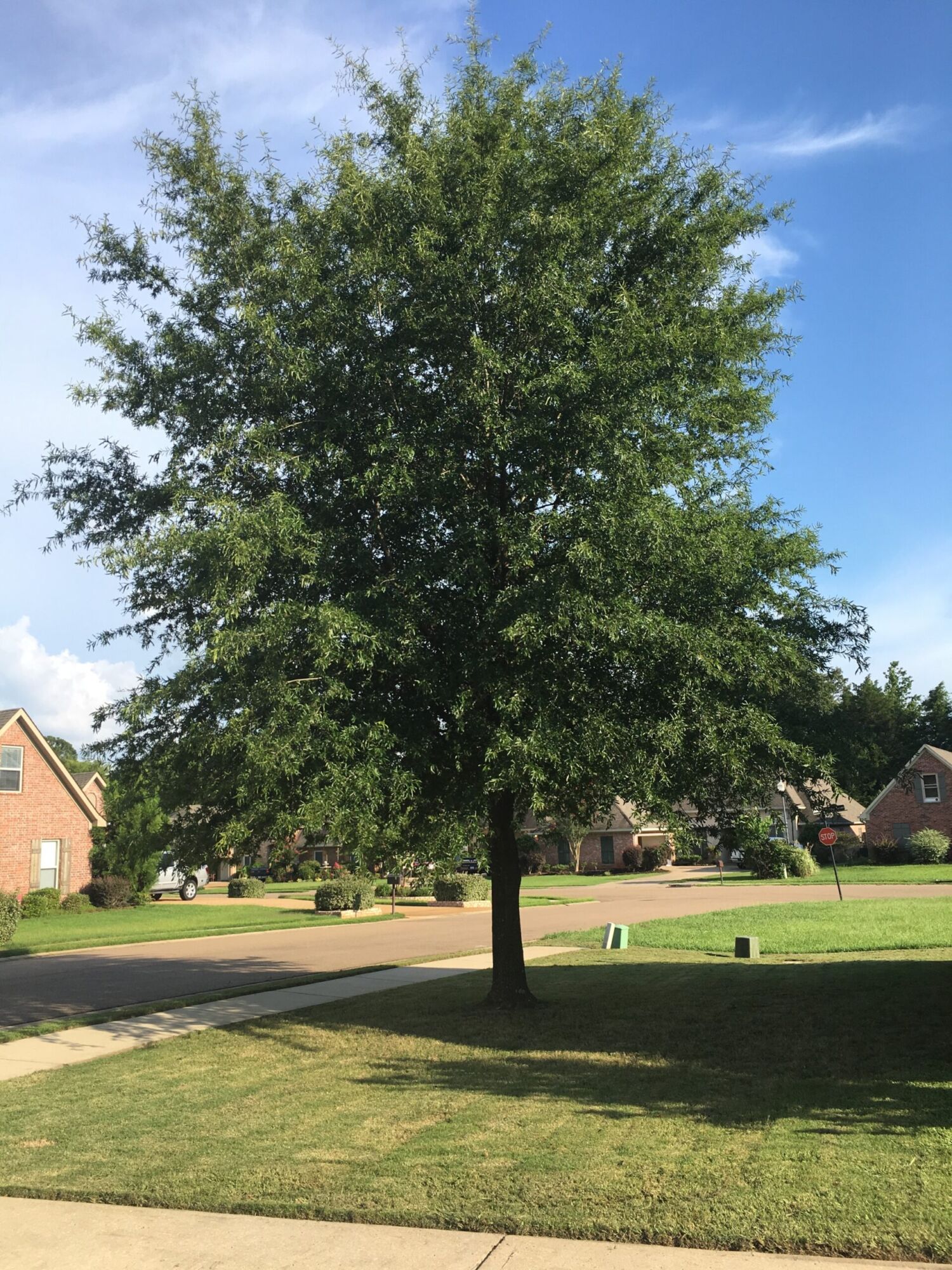Willow Oak: a mature specimen growing as a front yard shade tree in a residential neighborhood