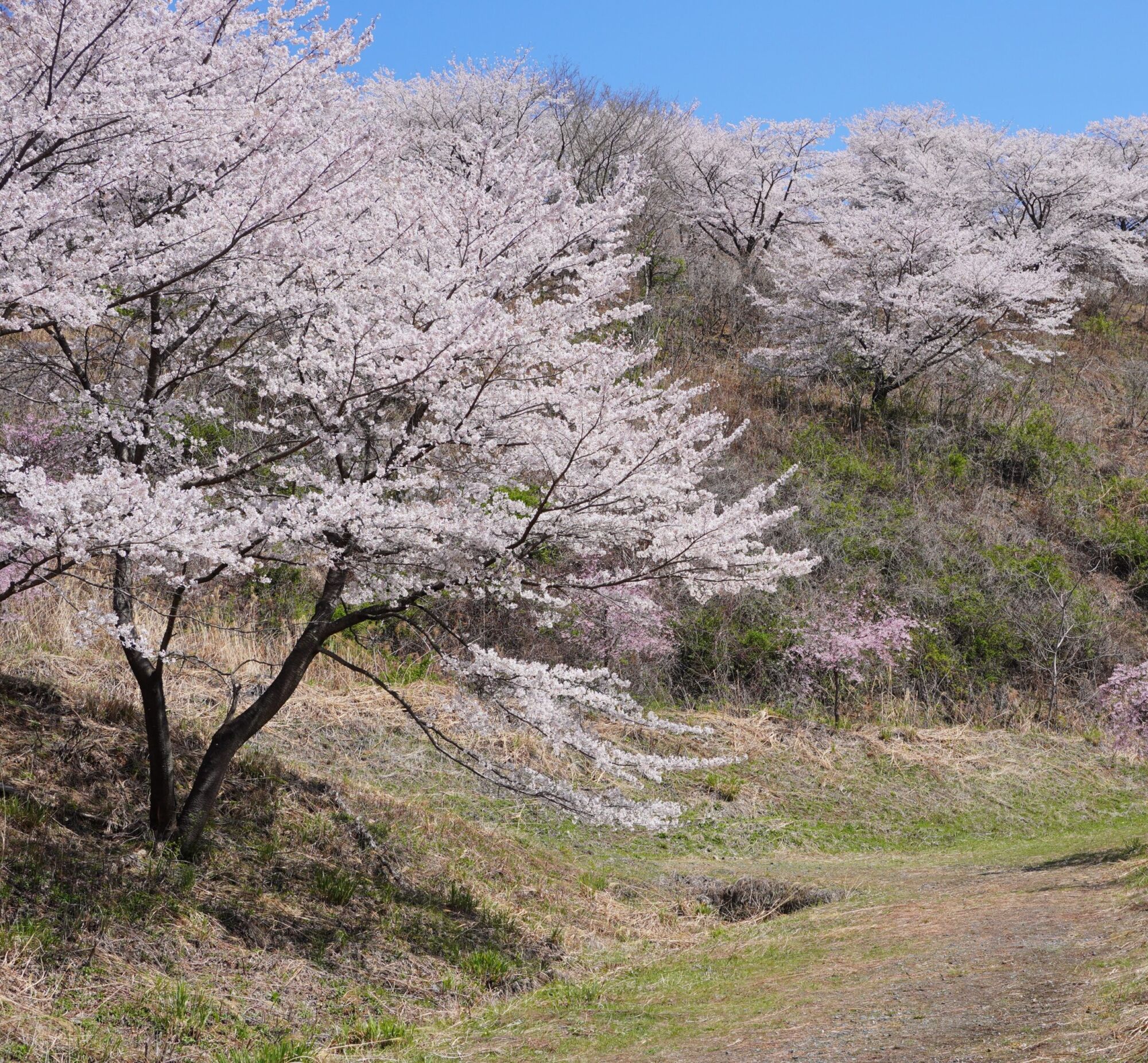 Yoshino Flowering Cherry: A whole Yoshino cherry in full white bloom on an open hillside