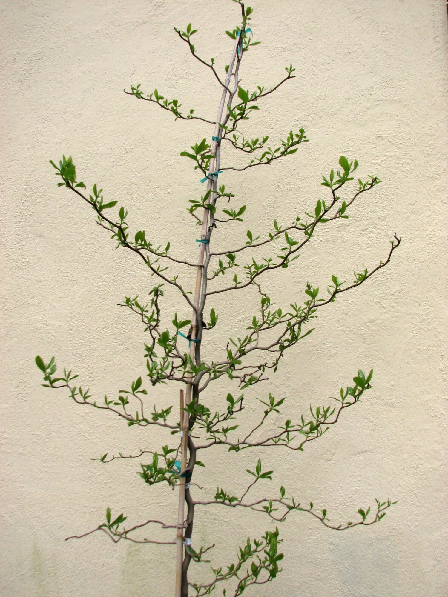 Zydeco Twist Black Gum: a young Zydeco Twist black gum against a pale wall showing its distinctly twisted zigzag branch framework